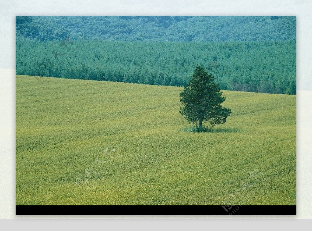 麦田中的小树图片