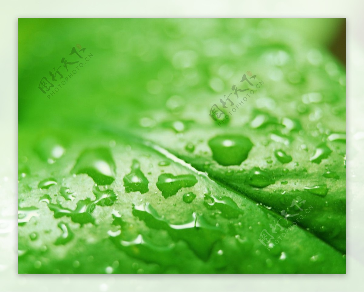 绿叶水珠水滴图片