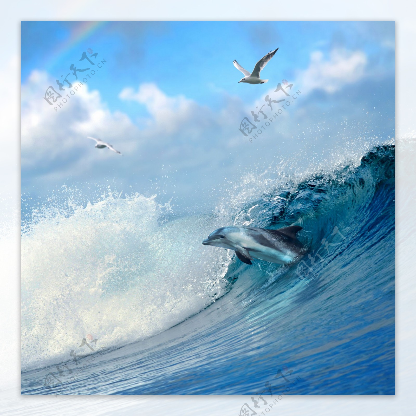 波浪海浪中的海豚图片