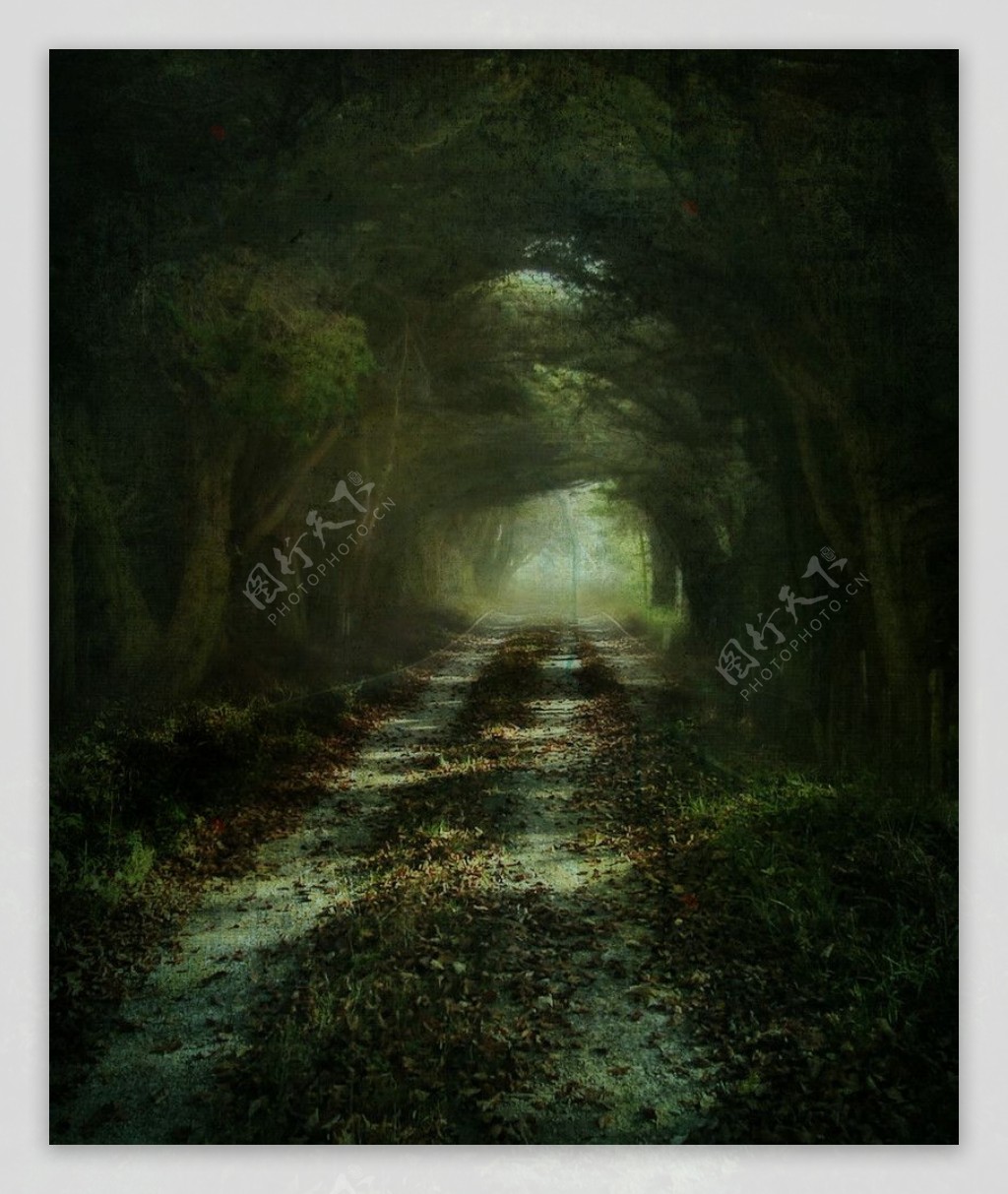 幽暗的林间道路图片