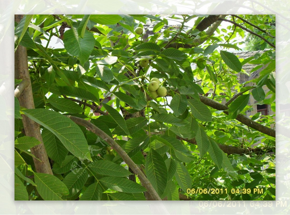 核桃树图片