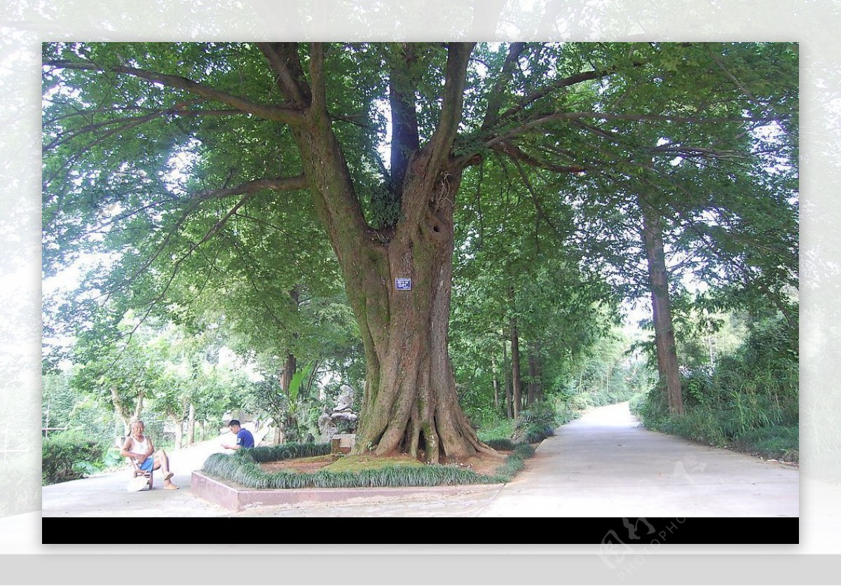 名木古树图片