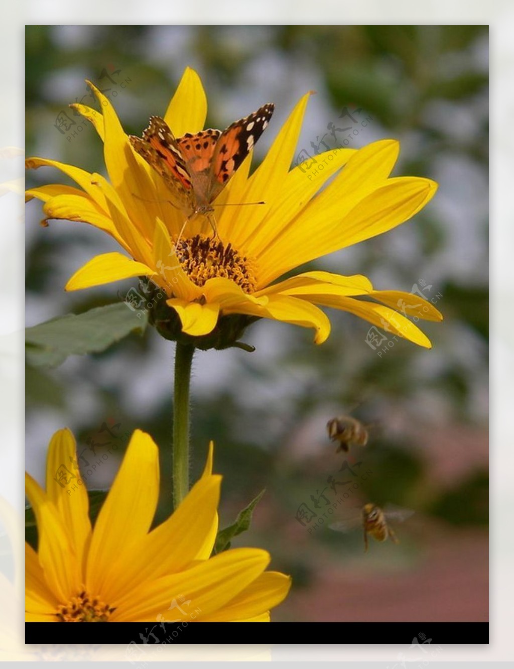春林白葵花亮光自然森林背景的第一朵花 选择性聚焦 库存照片. 图片 包括有 欧洲, 银莲花属, 花卉, 室外 - 178345382