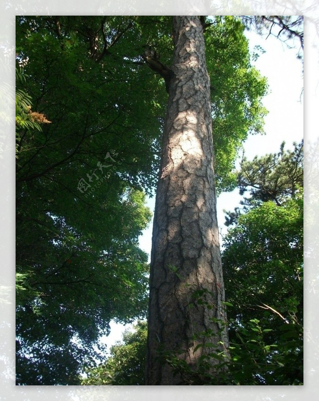 斑驳的树皮图片