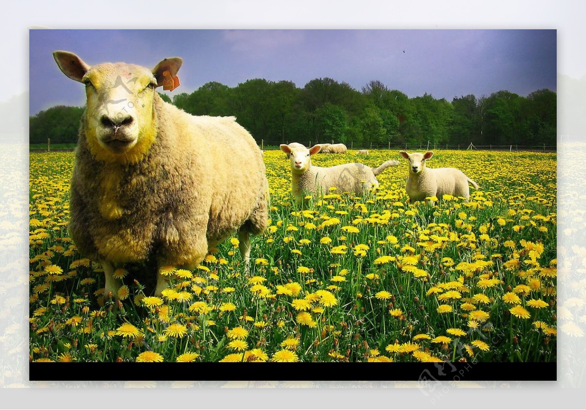 羊和花图片