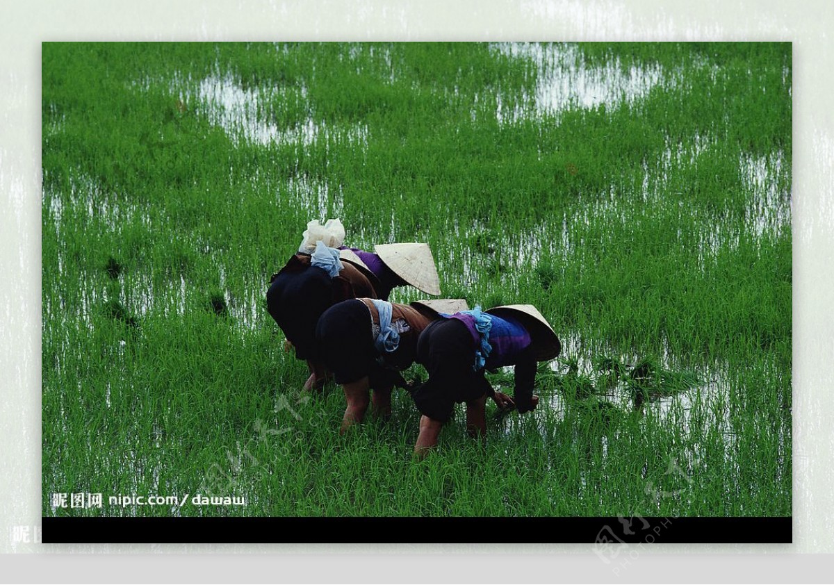 农田玉米白菜黄豆水稻图片