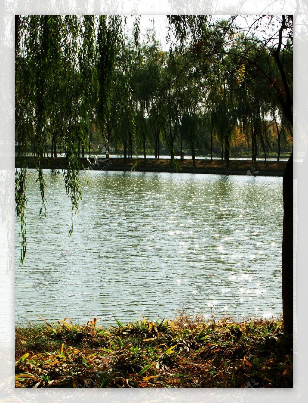 湖面树荫图片