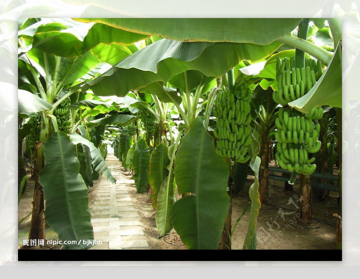 香蕉林图片