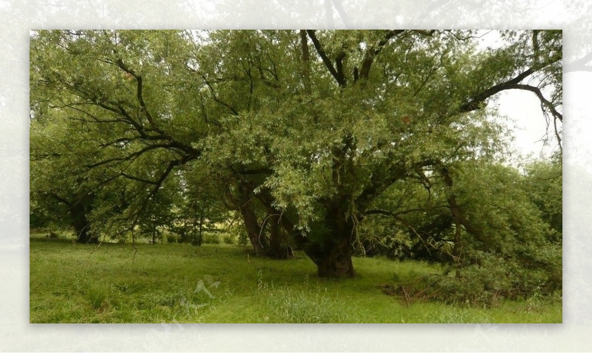垂柳柳树图片