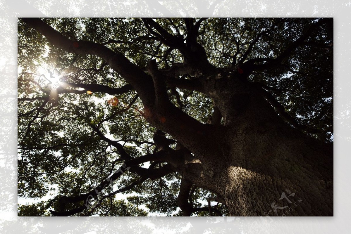 阳光下的樟树图片