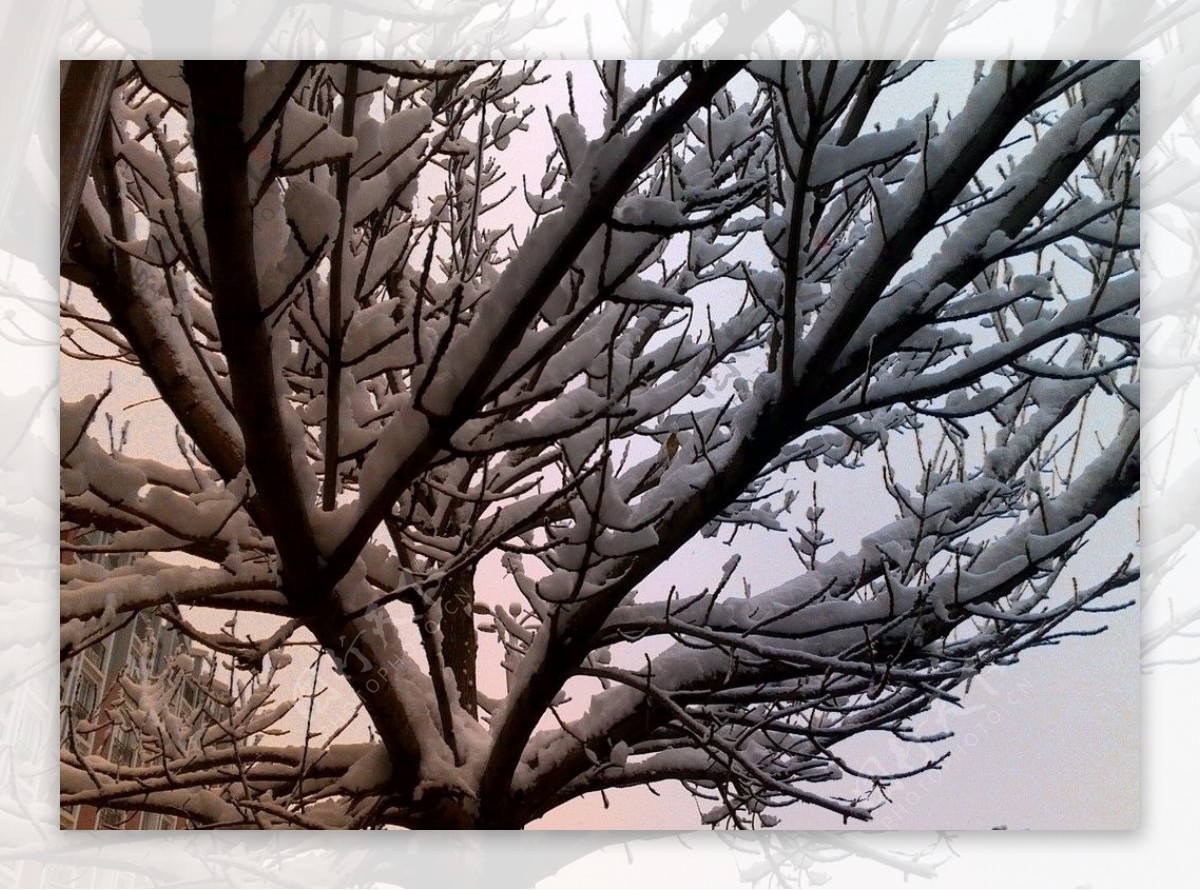 树和雪图片