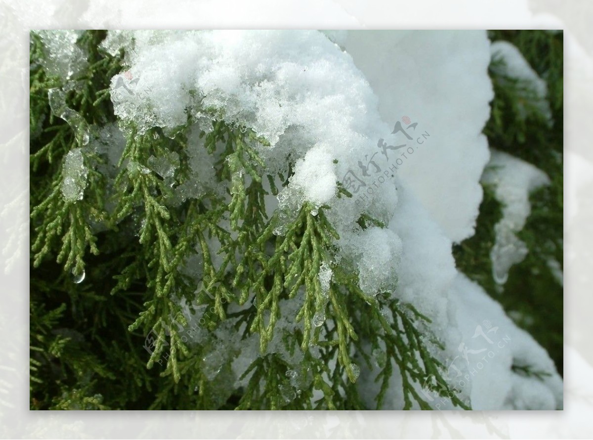 初雪压枝头图片