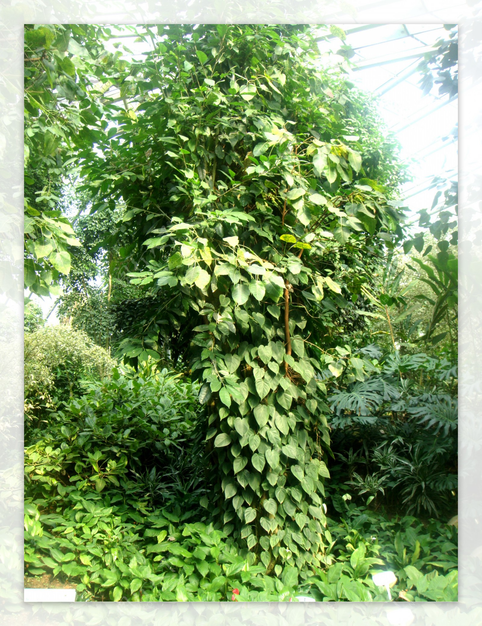 亚热带植物图片