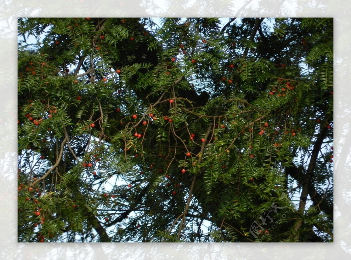 五百年红豆杉果实图片
