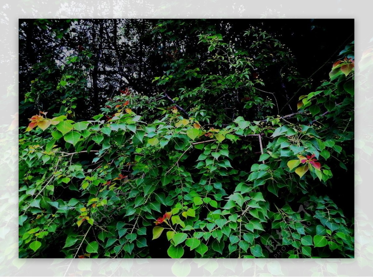 翡翠乌桕树图片