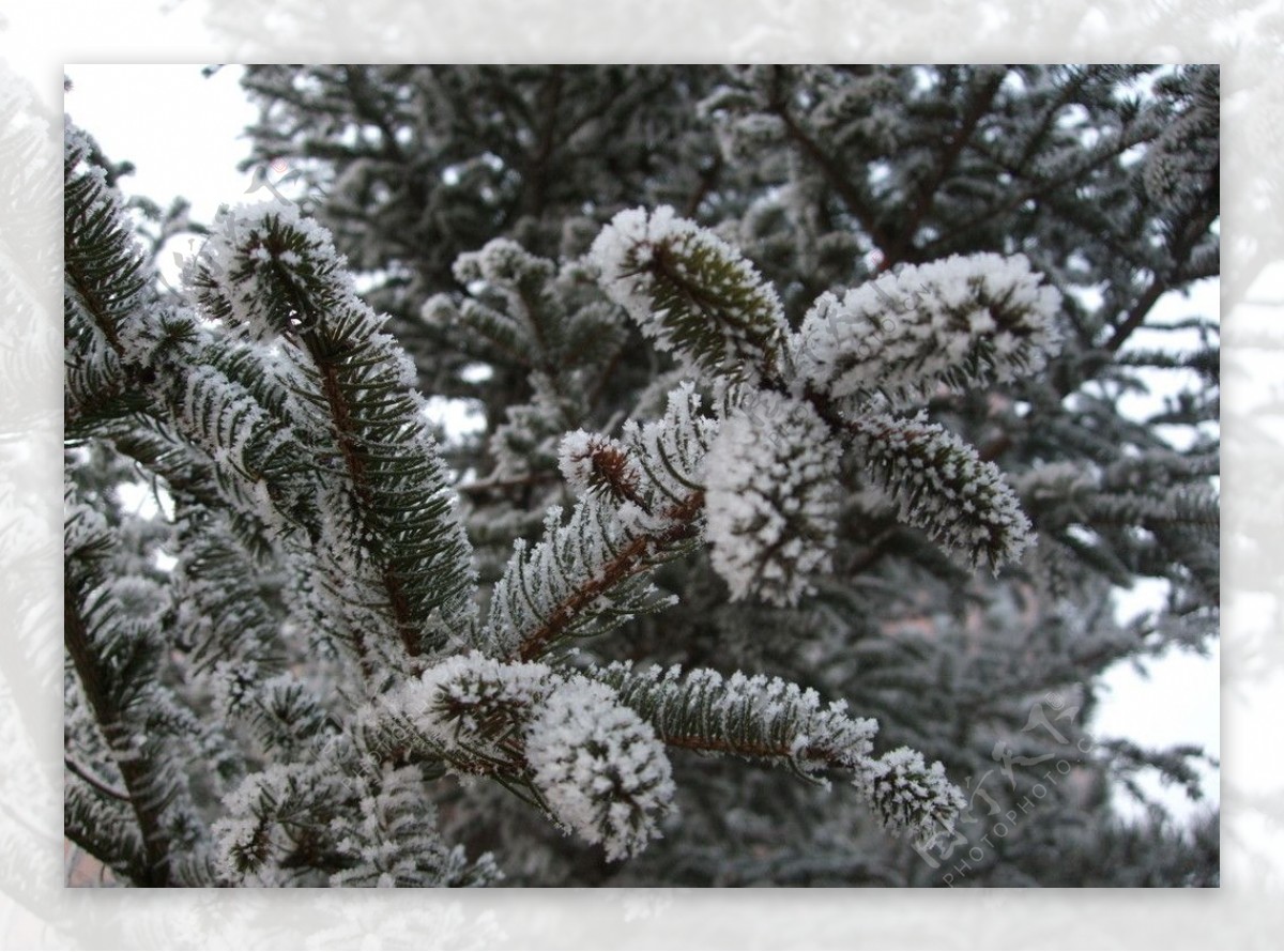 冬季景色树挂图片