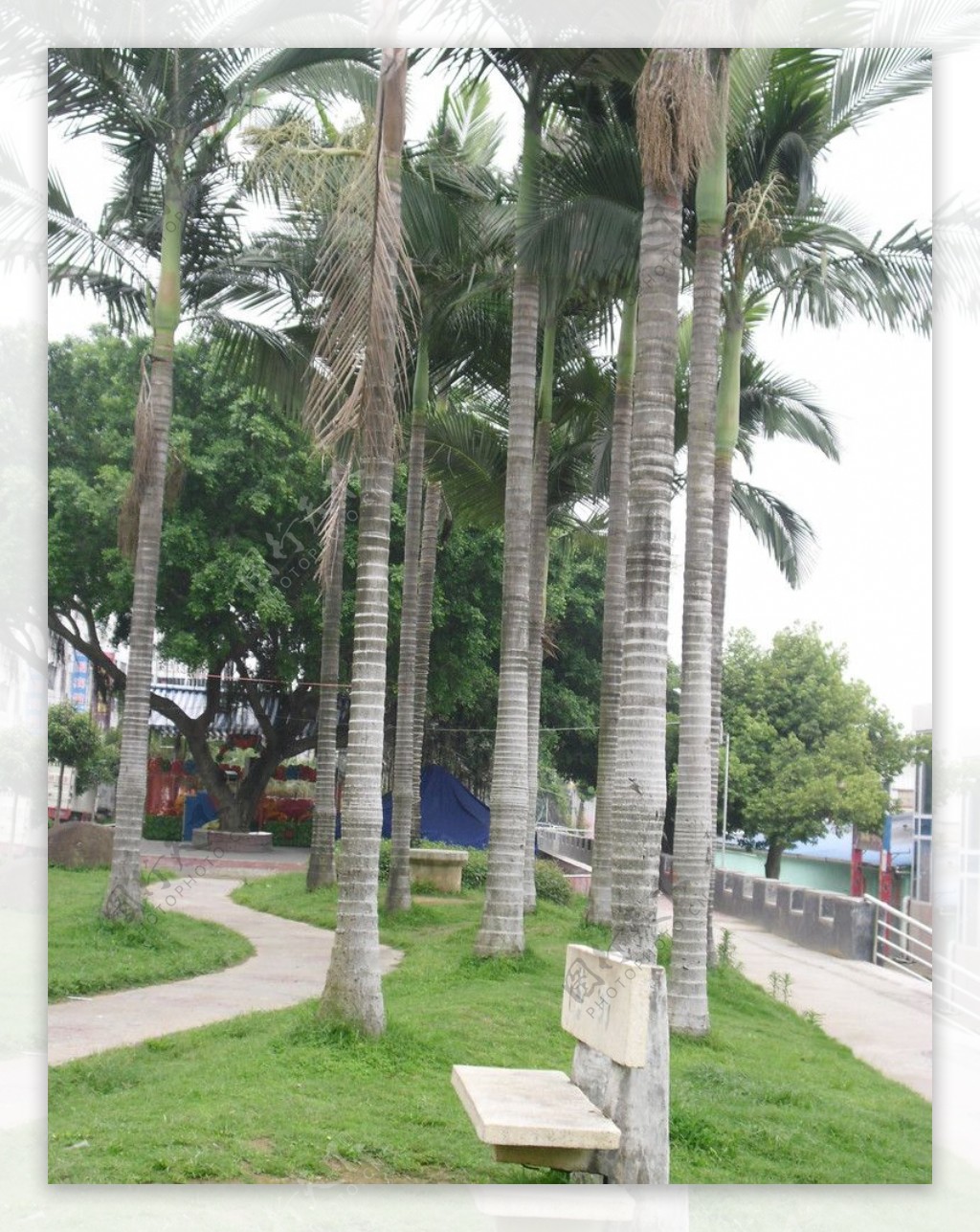 热带树木图片