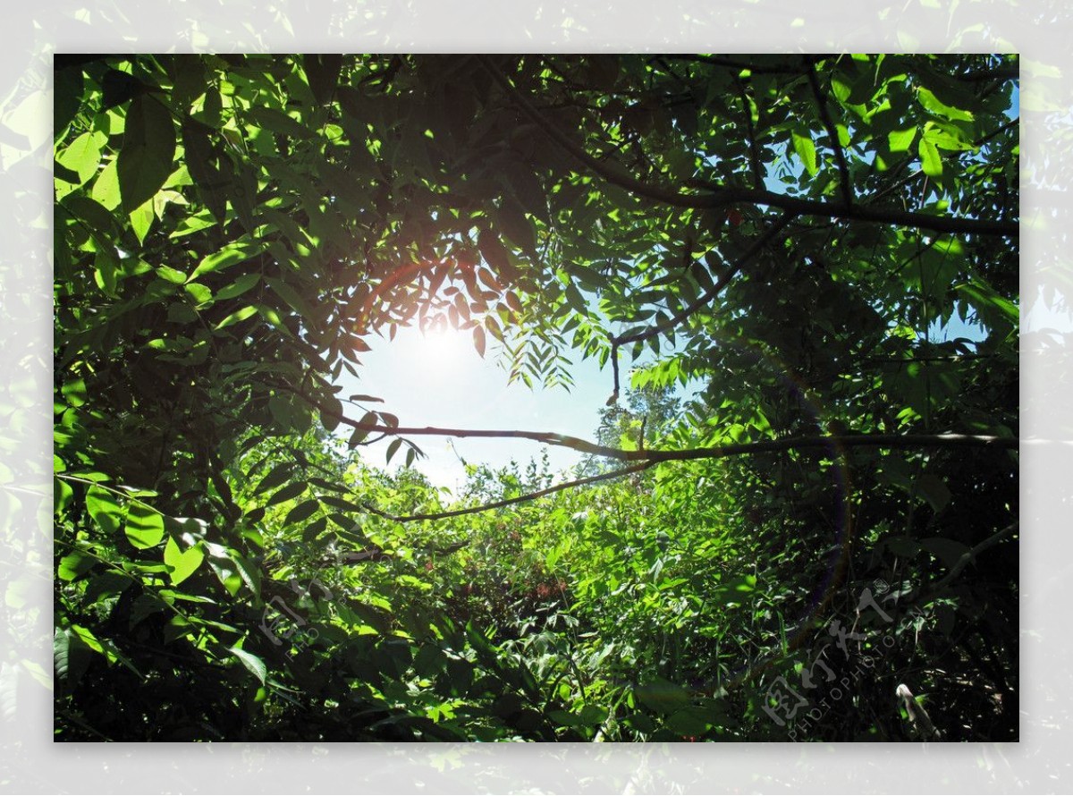 仰拍仰视树丛树林树木阳光照射图片