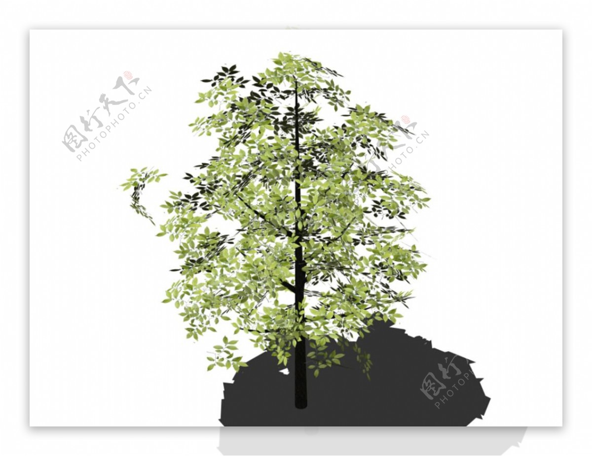 3D绿化树图片