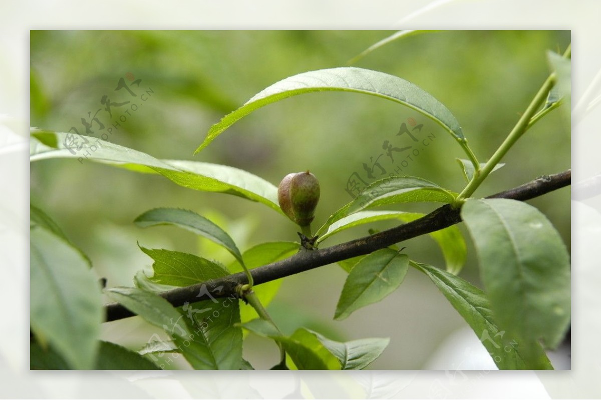 桃子树背景图片-桃子树背景素材下载-觅知网