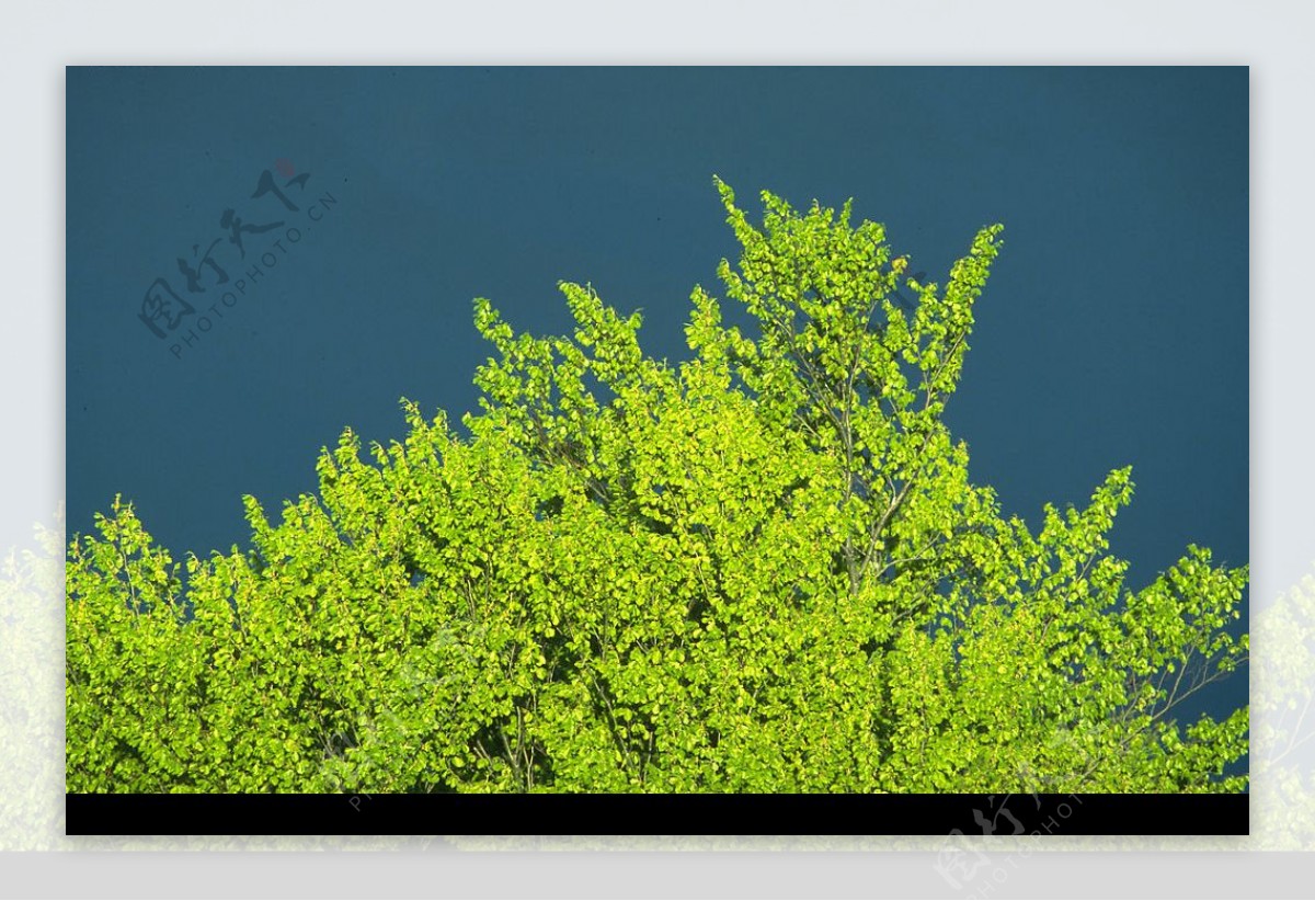 绿树蓝天自然写真森林树木图片