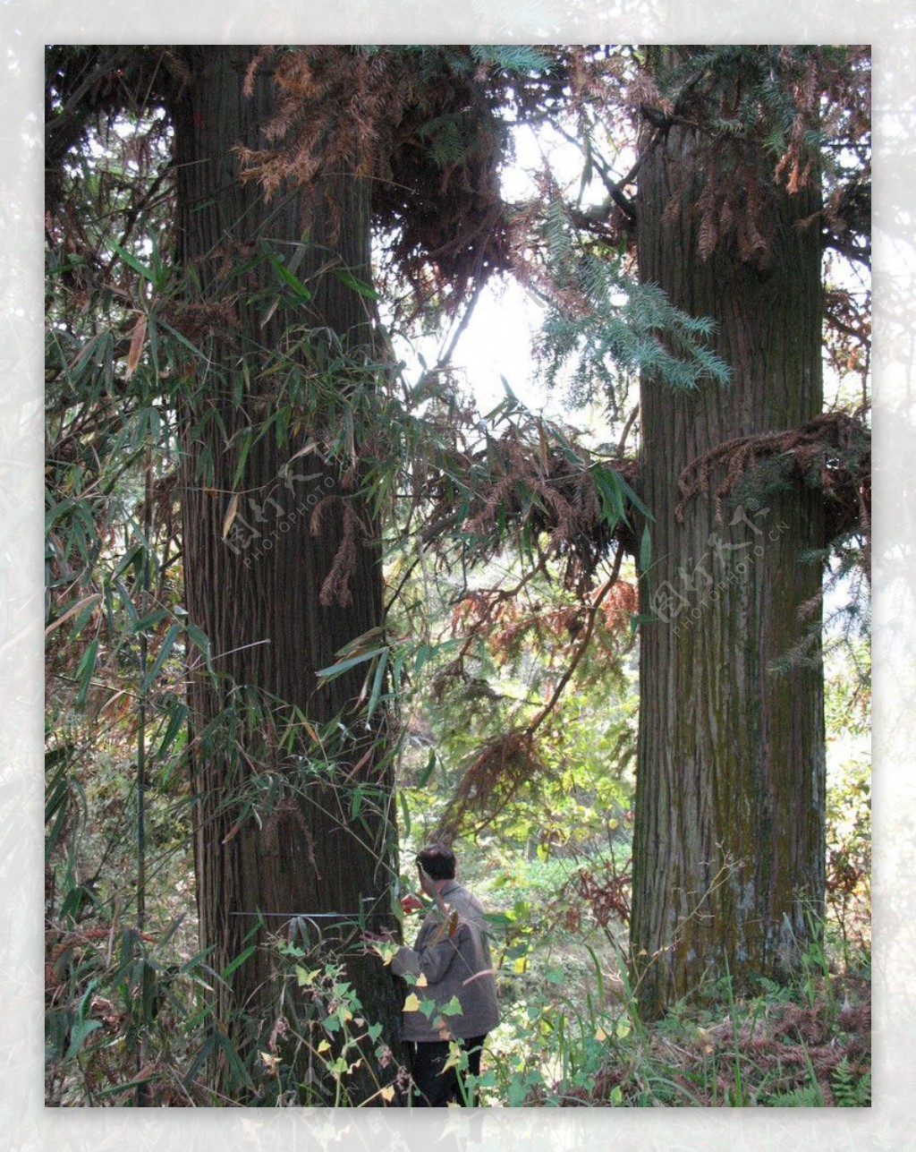 杉树图片素材-编号08901919-图行天下