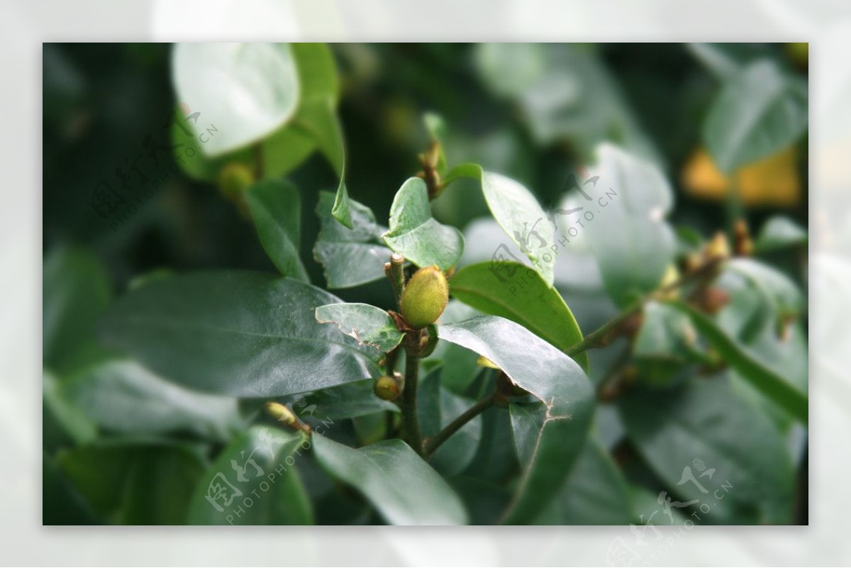 山茶花图片