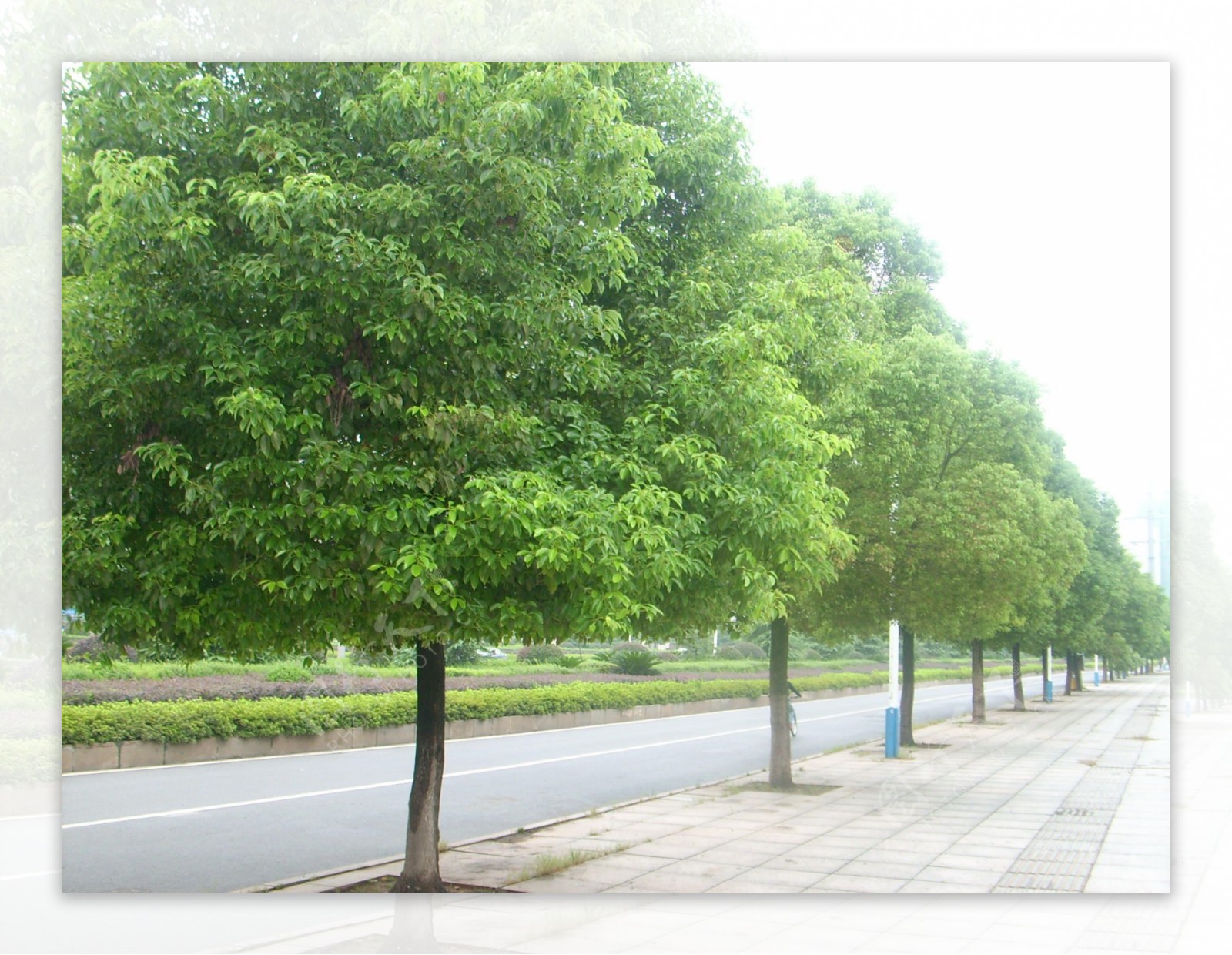 香樟市树图片