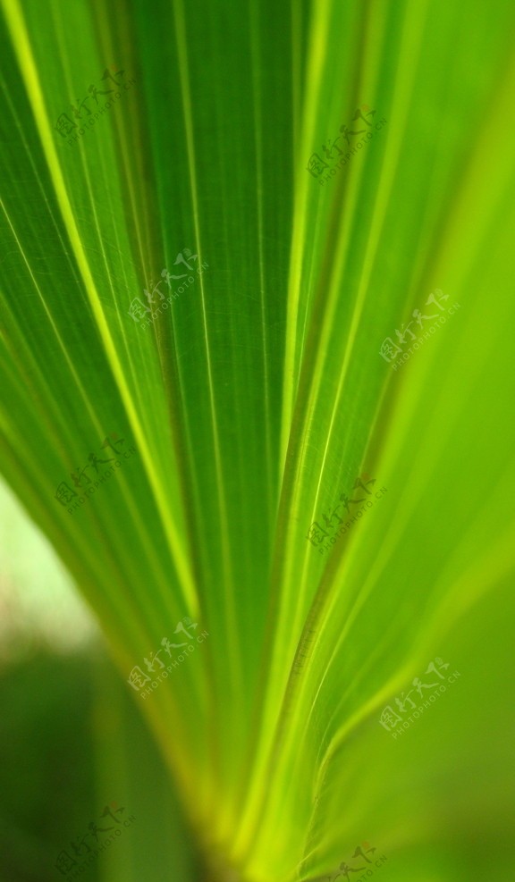绿色的植物图片