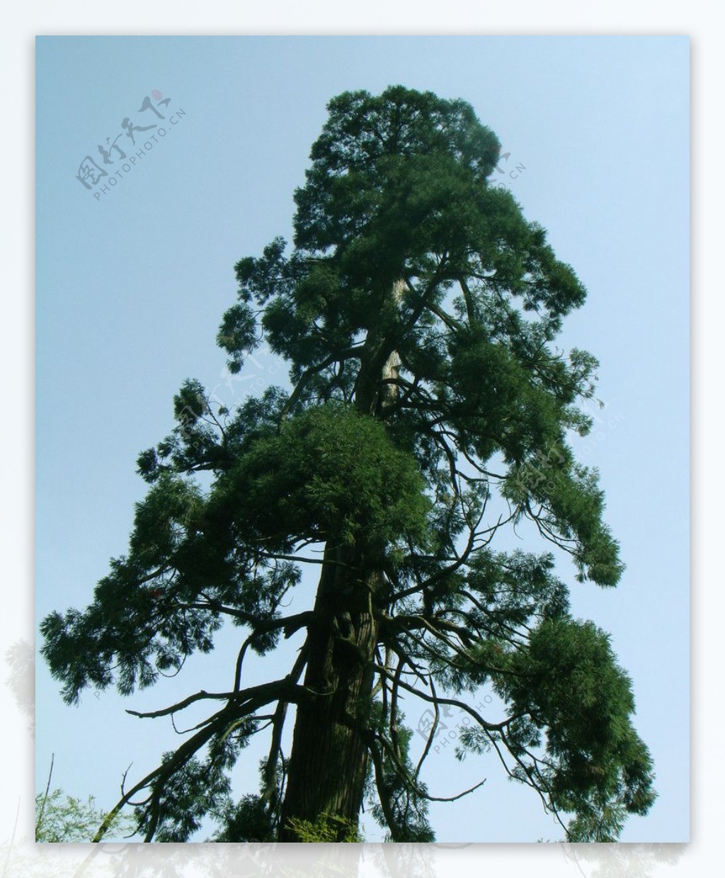 老松树图片