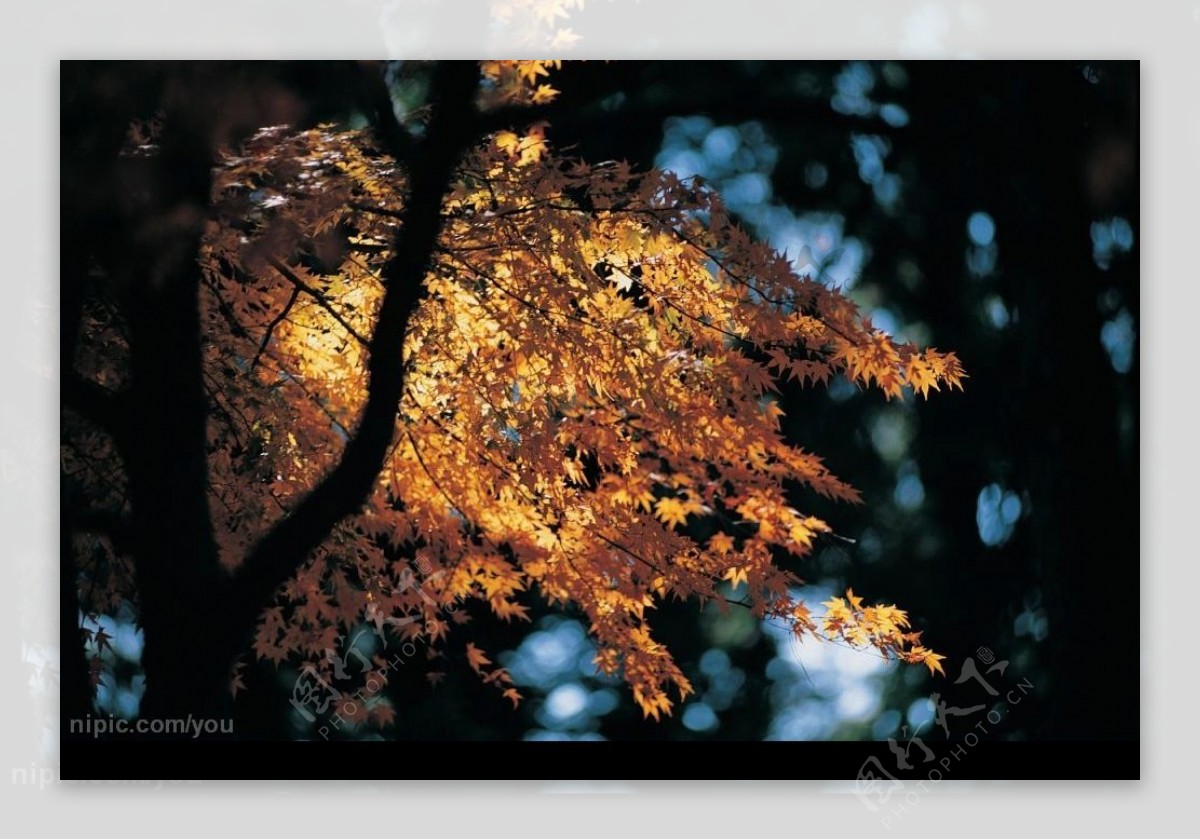 阳光下的枫叶树图片