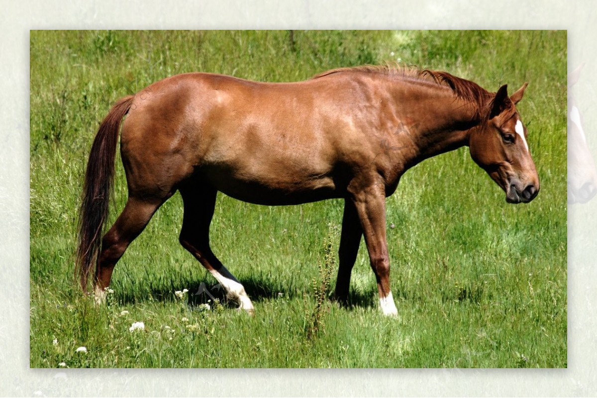草原马匹图片