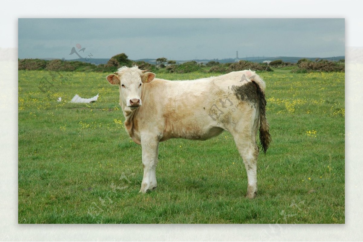 牧场奶牛图片