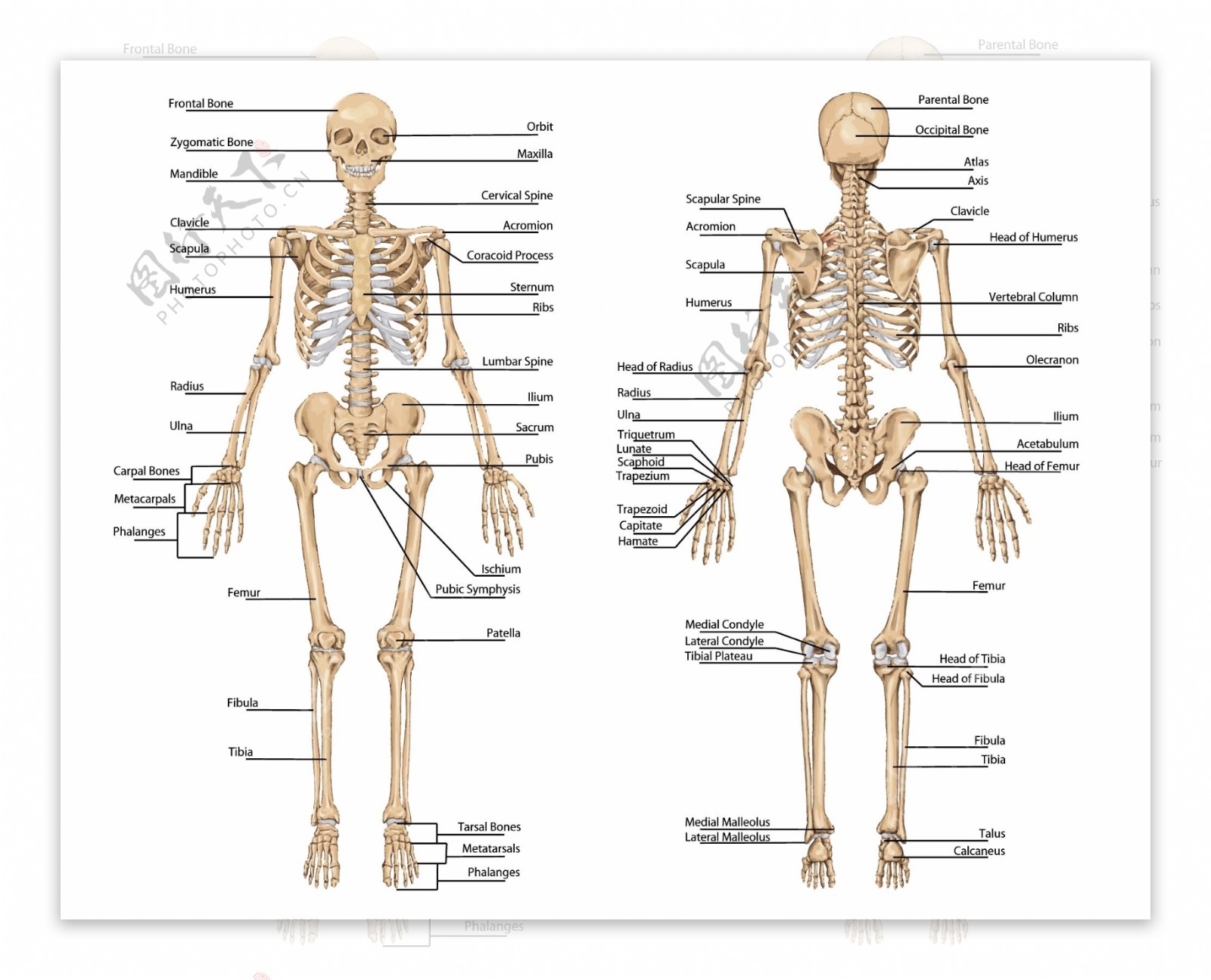 人类骨骼图片