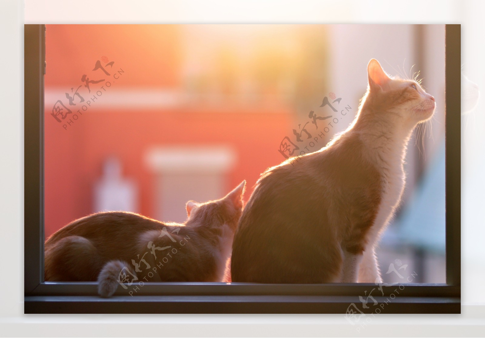 阳光照射下窗台上的猫咪图片