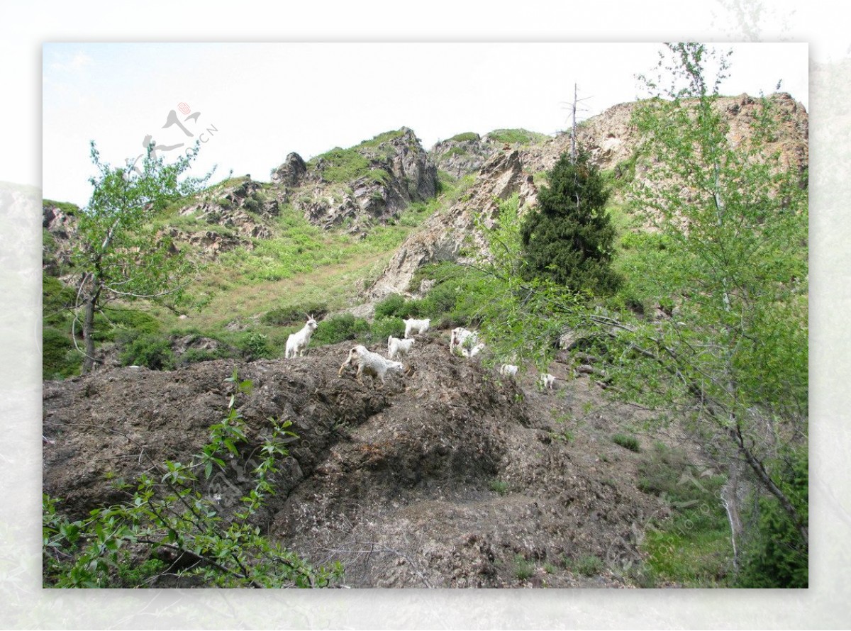 天山盘山羊图片