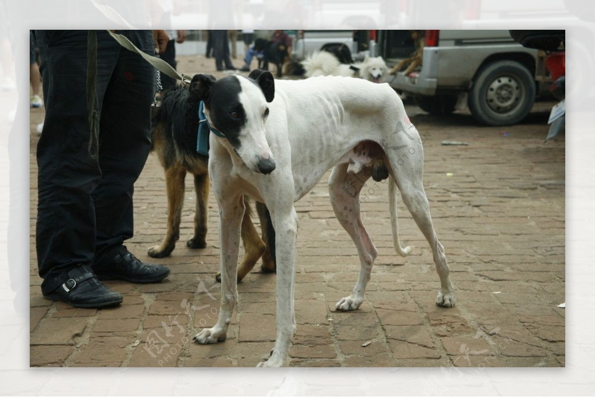 惠比特犬狗图片