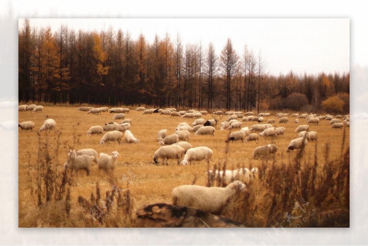 山坡上悠闲的羊群图片