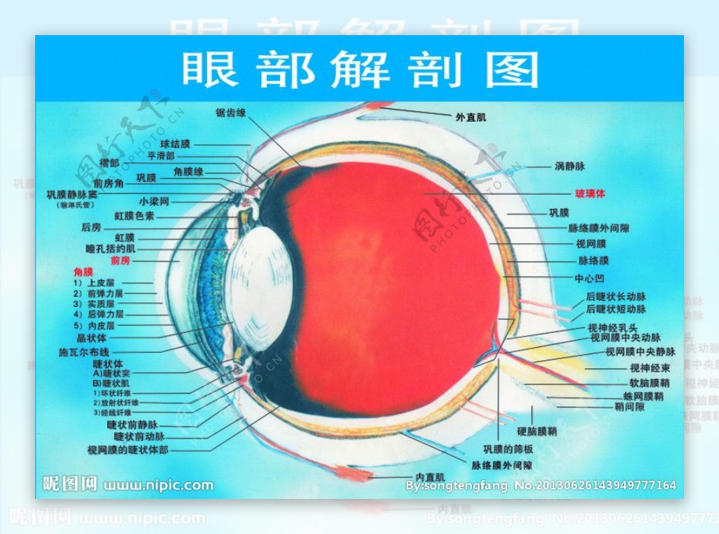 眼部解剖图图片