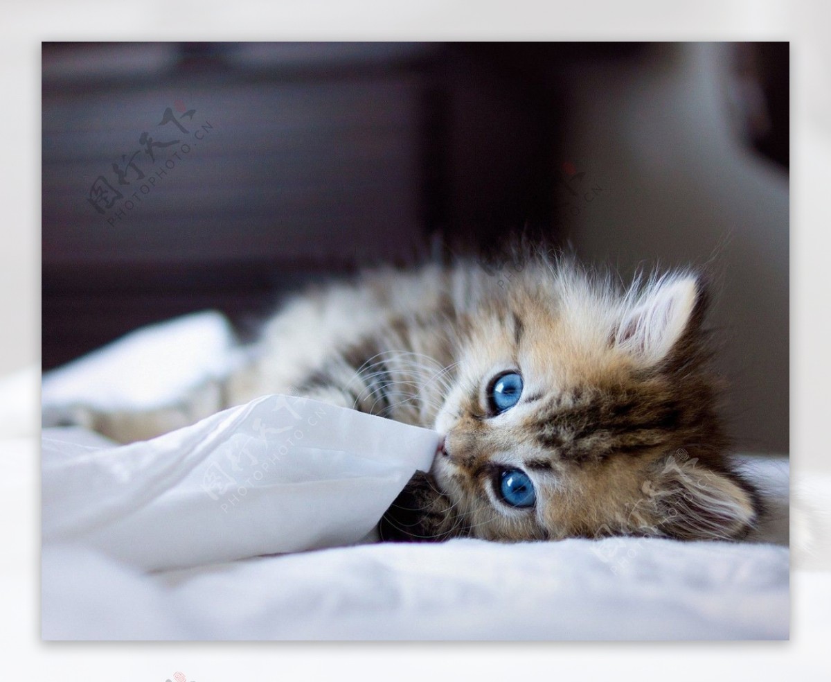 猫蓝眼睛萌小猫图片