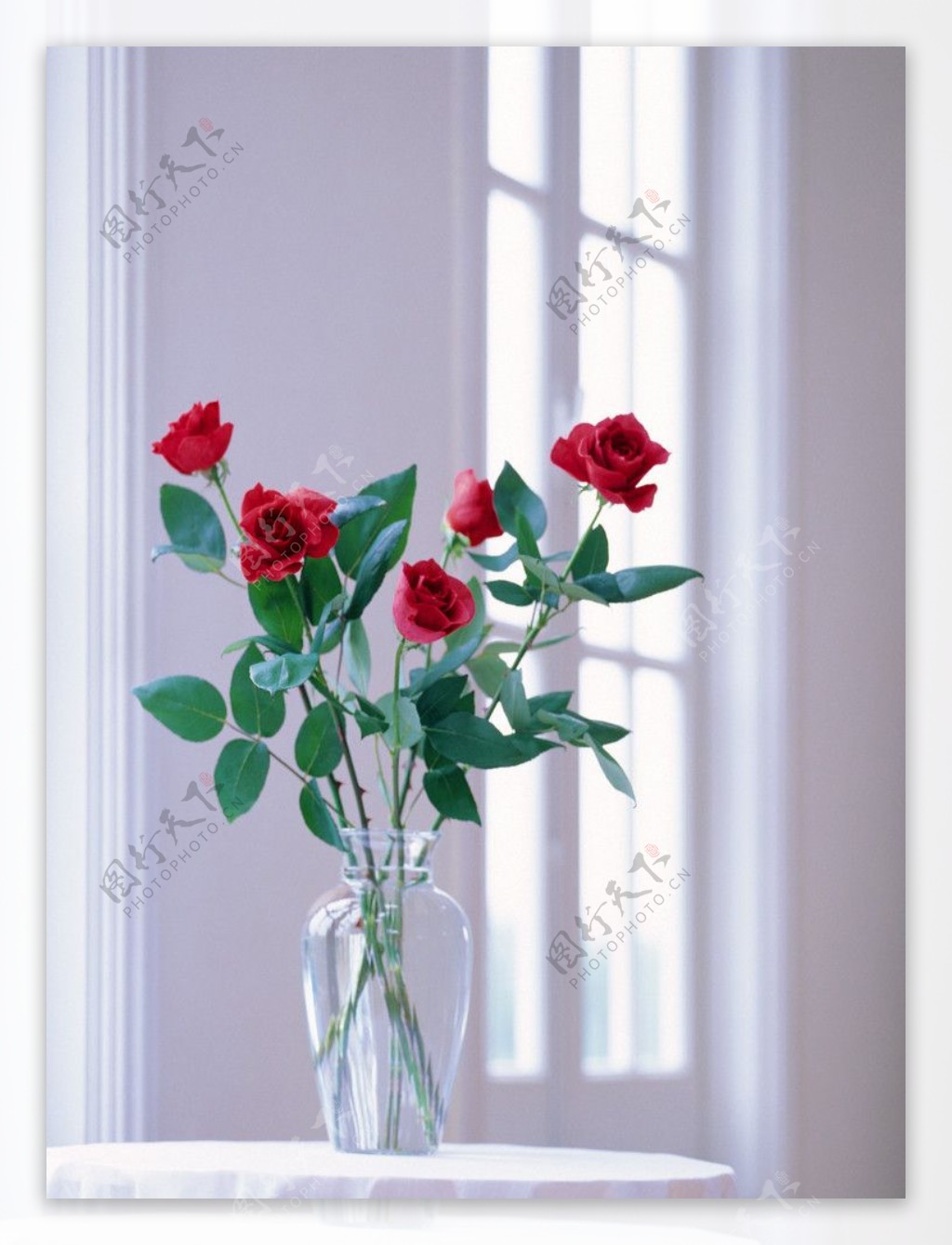 室内窗户前圆桌上的红玫瑰图片