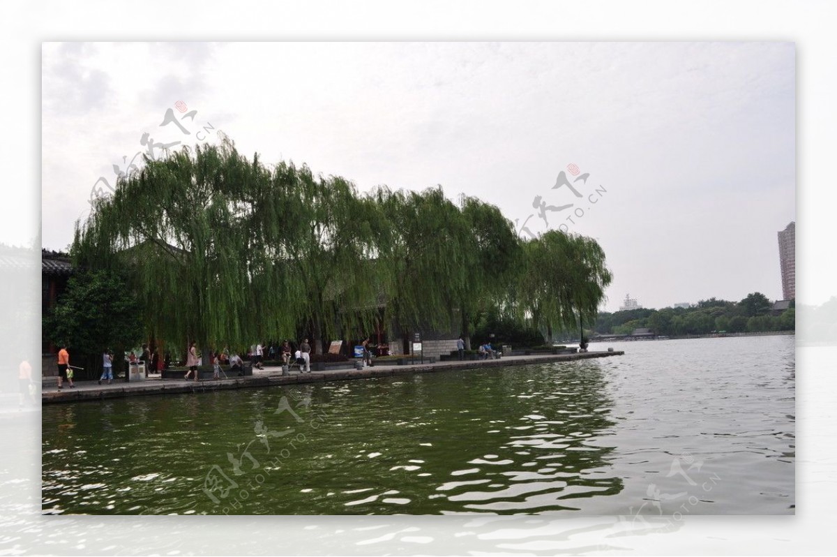 大明湖的垂柳图片