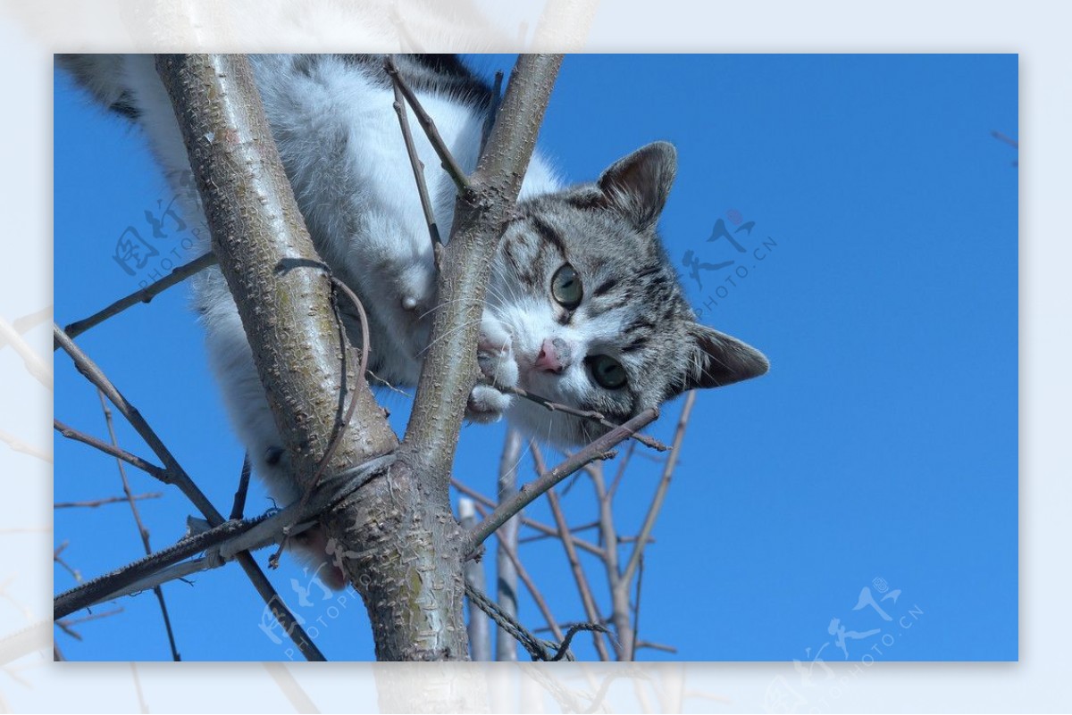 树上的猫图片