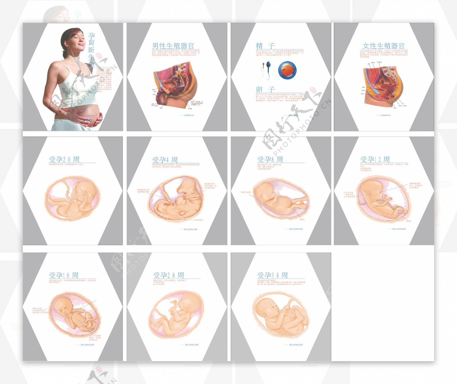 人体受孕38周示意图图片