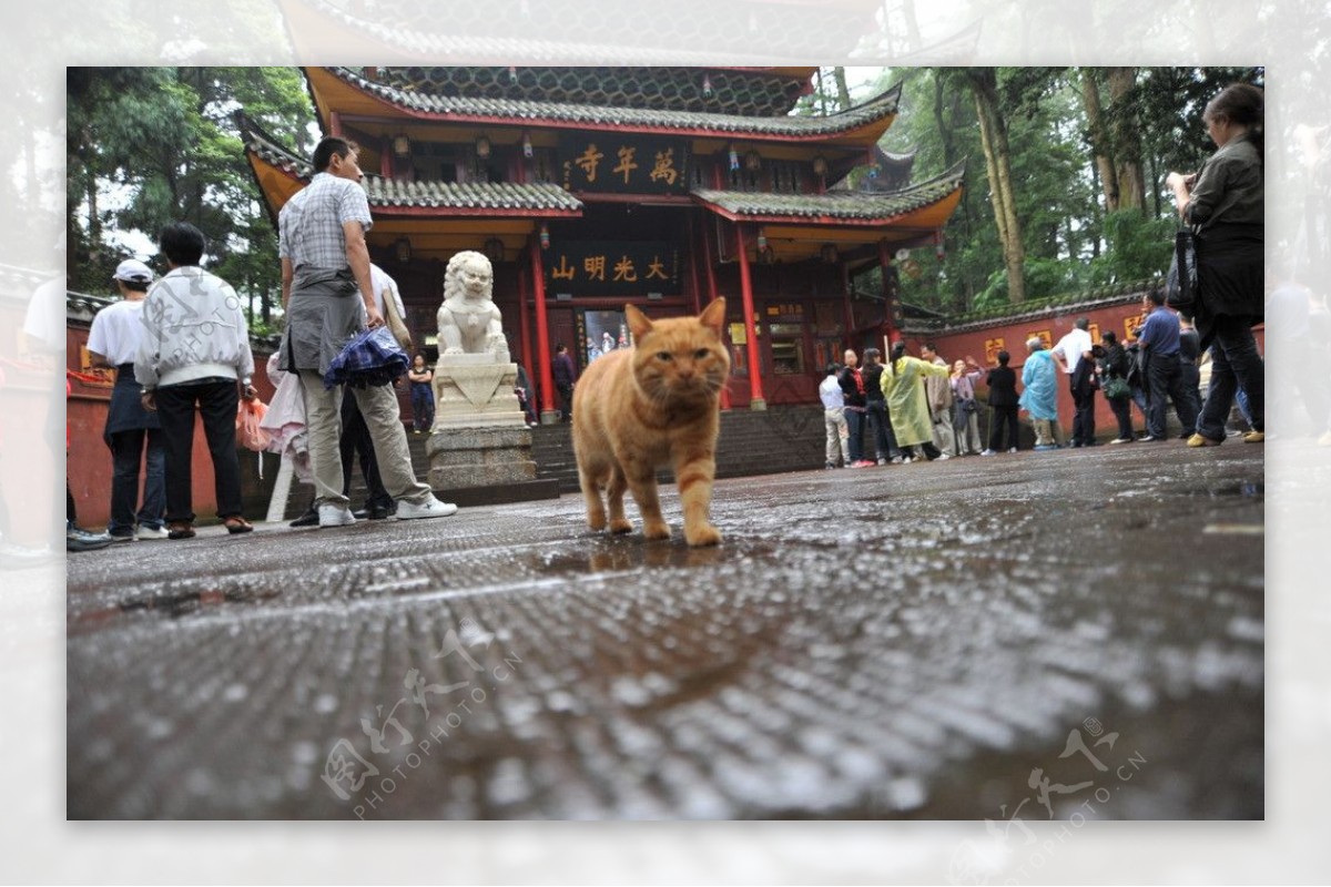 猫与寺庙图片