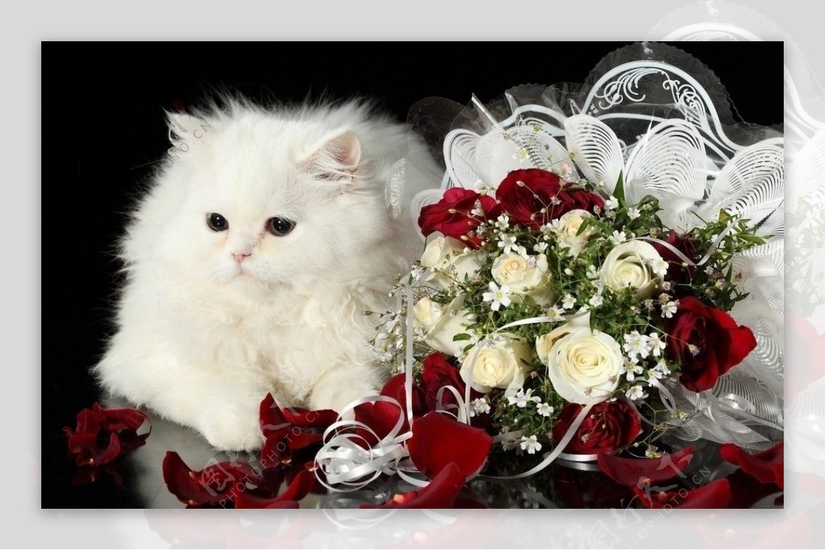 可爱小白猫和玫瑰花图片