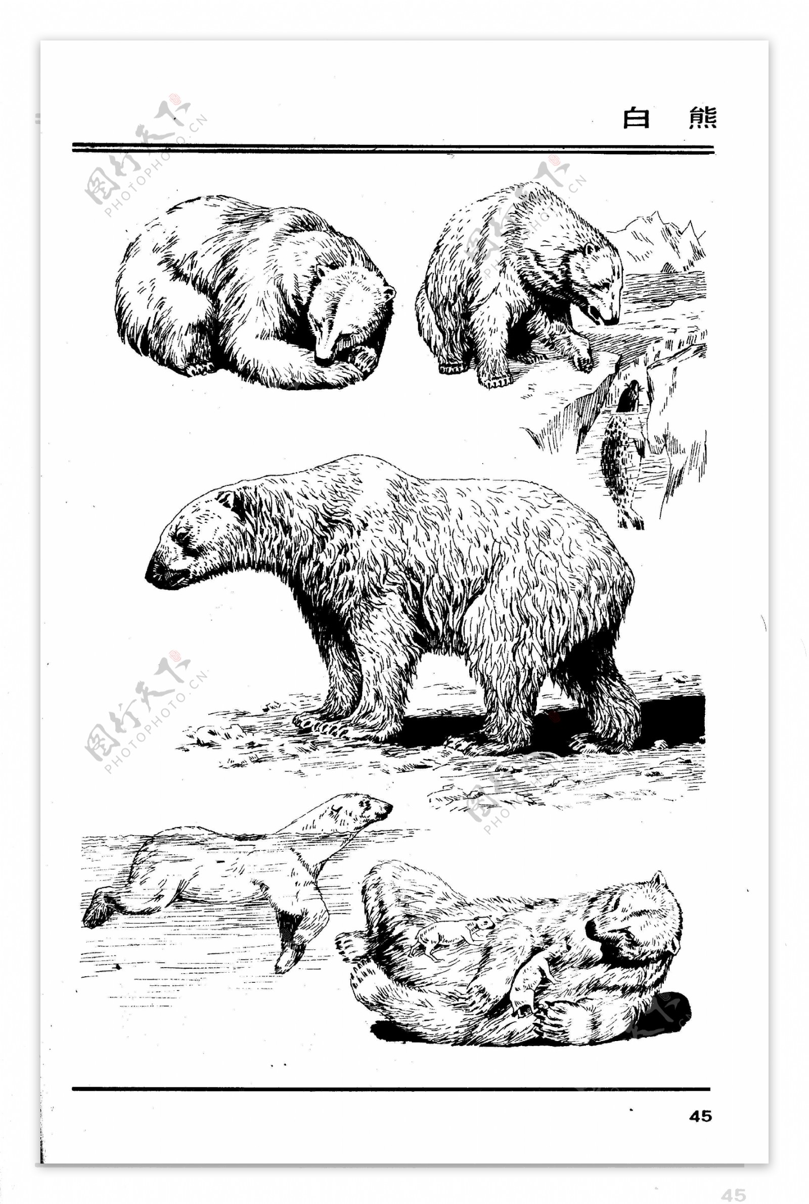 画兽谱42白熊图片