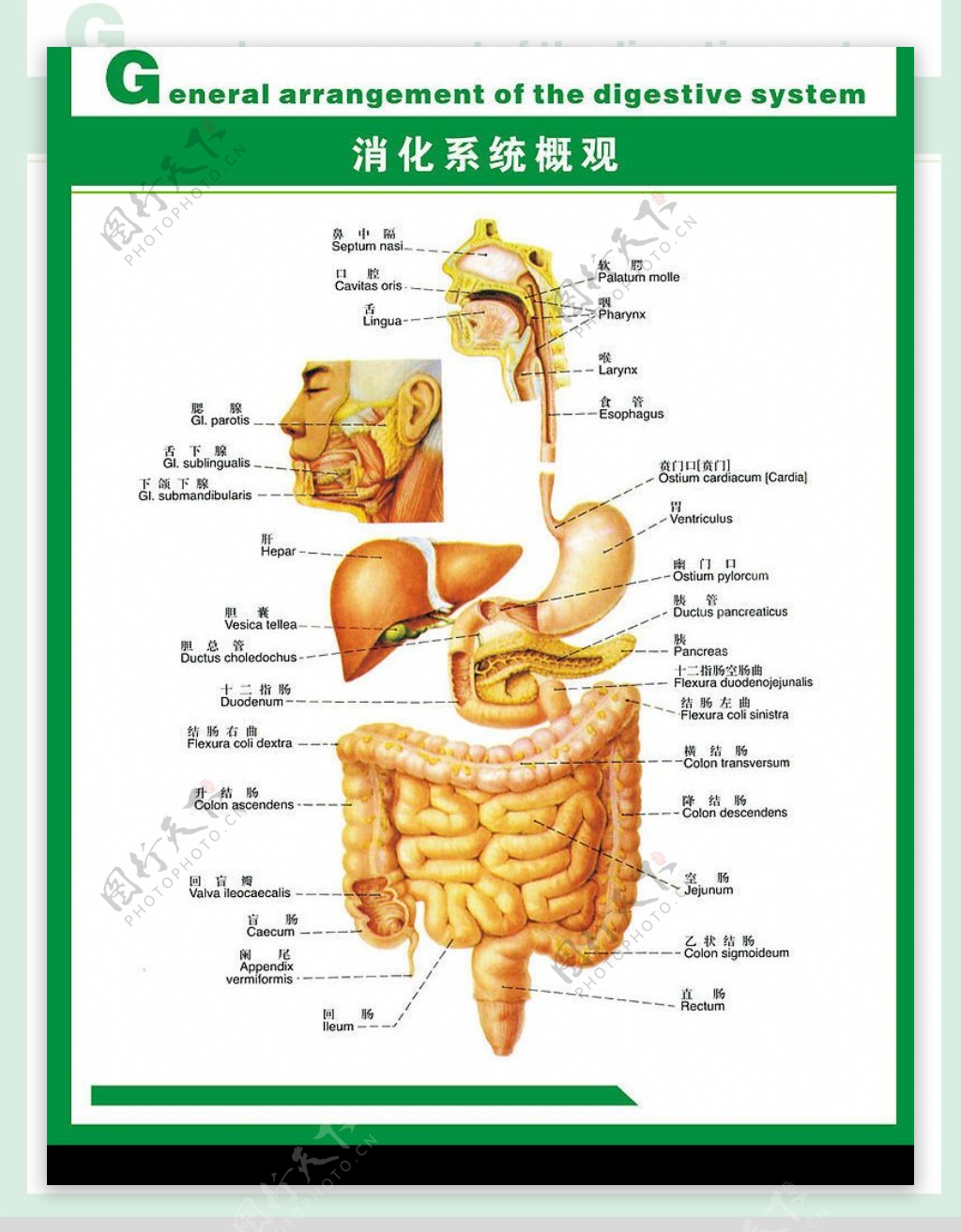 人体科普消化系统图片