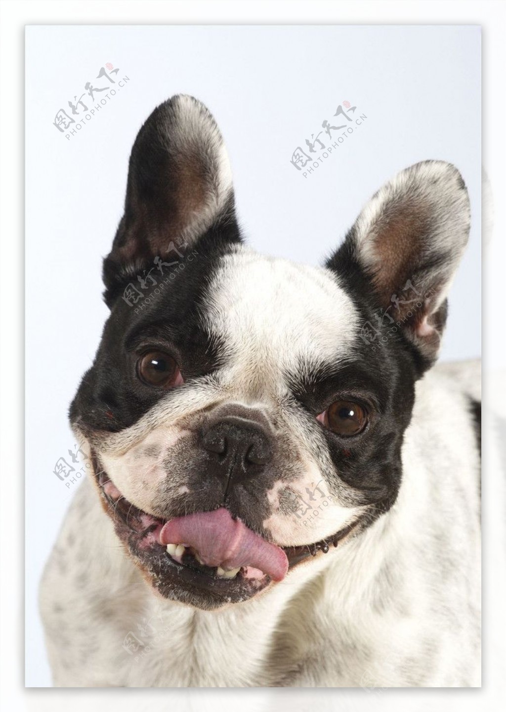 肖像波士顿犬图片
