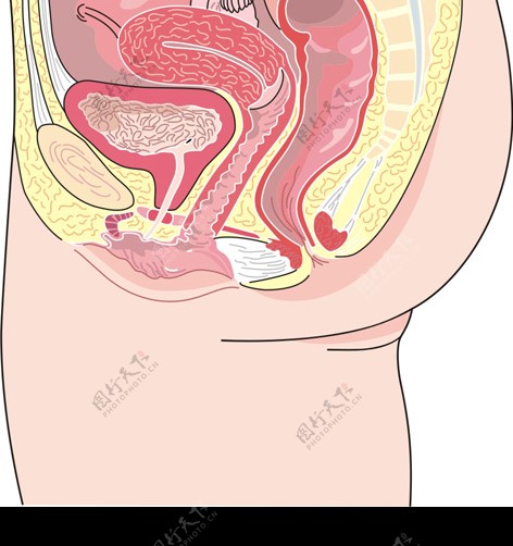 女性生殖系统剖面图图片